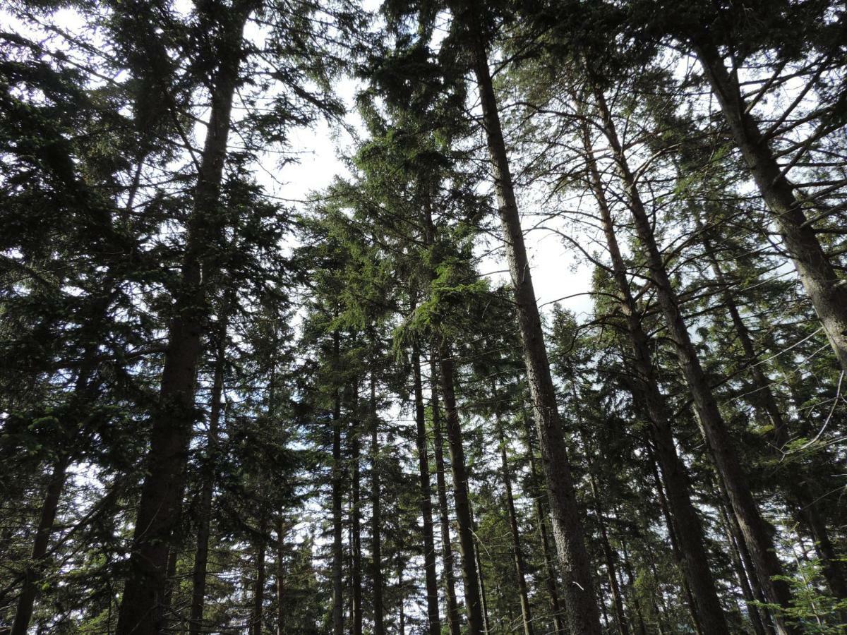Willa Urlaub Am Bauernhof Grabenhofer Sankt Jakob im Walde Zewnętrze zdjęcie